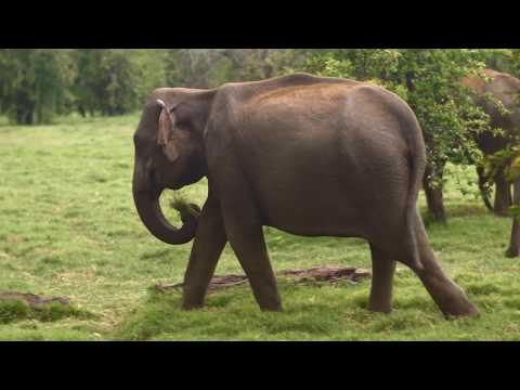 Keerthi Ee Hasiru S...