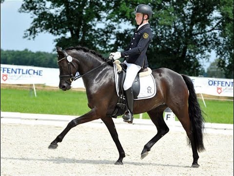 "PAV ENNA" Siegerin Qualif. Bundeschampionat