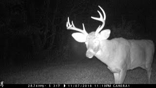 2016 Whitetail Buck Trail Cam Video " End of Archery Season "