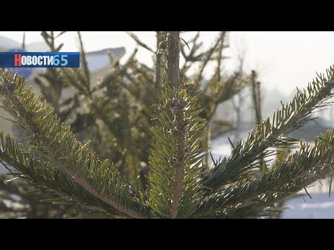 Где купить и как потом утилизировать? Жителям областного центра напомнили об ответственности