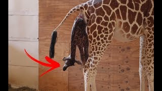 Quanto tempo dura a gestação de uma girafa ?