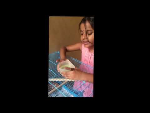 Finches care Janisha - Part-1