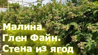 Малина Жанна Орлеанская: советы по посадке и уходу