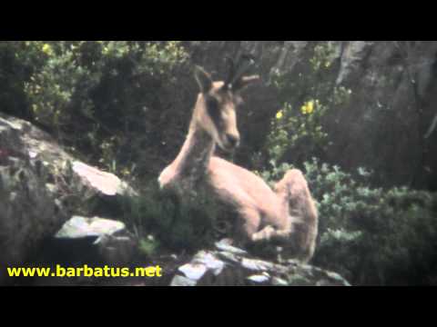 Rebeco ( Rupicapra rupicapra ) Chamois