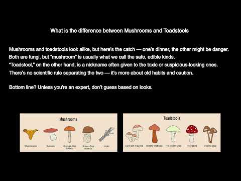 Mushrooms vs. Toadstools: Edible Fungi or Toxic Danger?