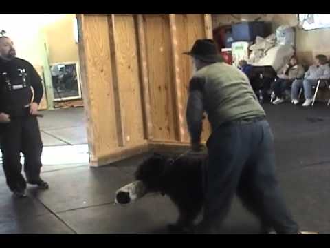 download lagu mp3 mp4 Bouvier Schutzhund, download lagu Bouvier Schutzhund gratis, unduh video klip Bouvier Schutzhund