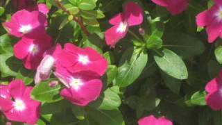 Garcia Grisman- The Sweet Sunny South