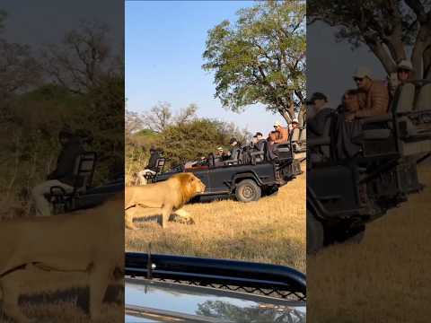 Why Don't Lions Attack Safari Vehicles? #shorts