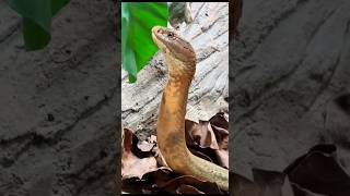 Download lagu Fakta Tedung selar malaysia #faktaunik #facts #ular #malaysia mp3