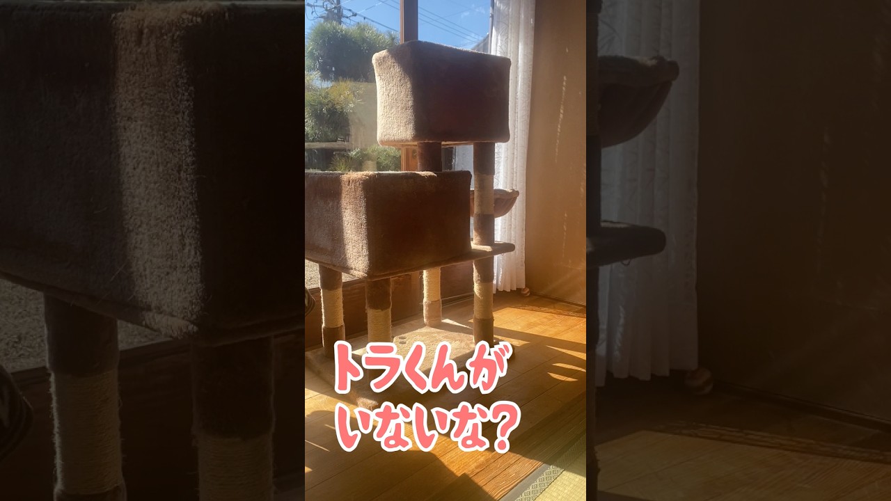 お母さんが探してると「ここにいるよ」ってお返事する元野良猫 #元野良猫 #鳴き声 #猫のいる暮らし