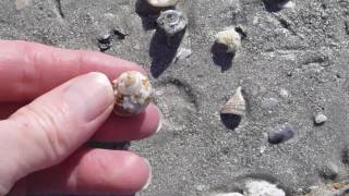 preview picture of video 'Low tide shelling at Sanibel Inn'