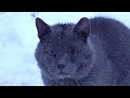 Grey Cat With One Eye Lives In The Snow