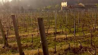 preview picture of video 'panoramica vigne cornuda'