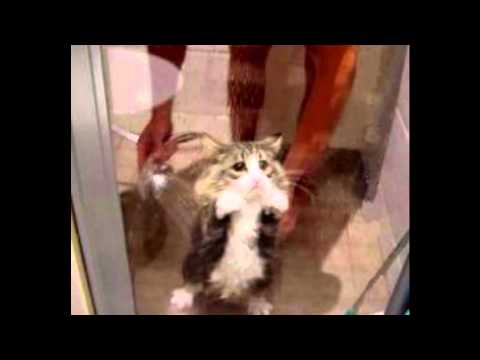 Rihanna Stay - Cover. Plus cat photos :)