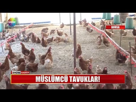 , title : 'Müslümcü tavuklar!'