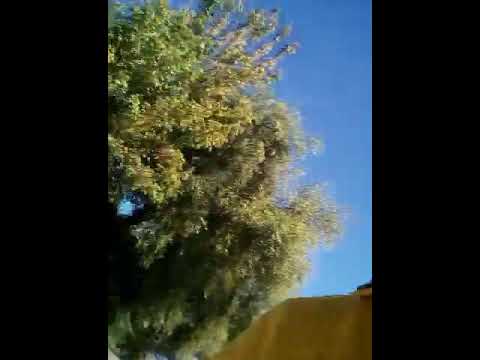 R.R juntos na parada