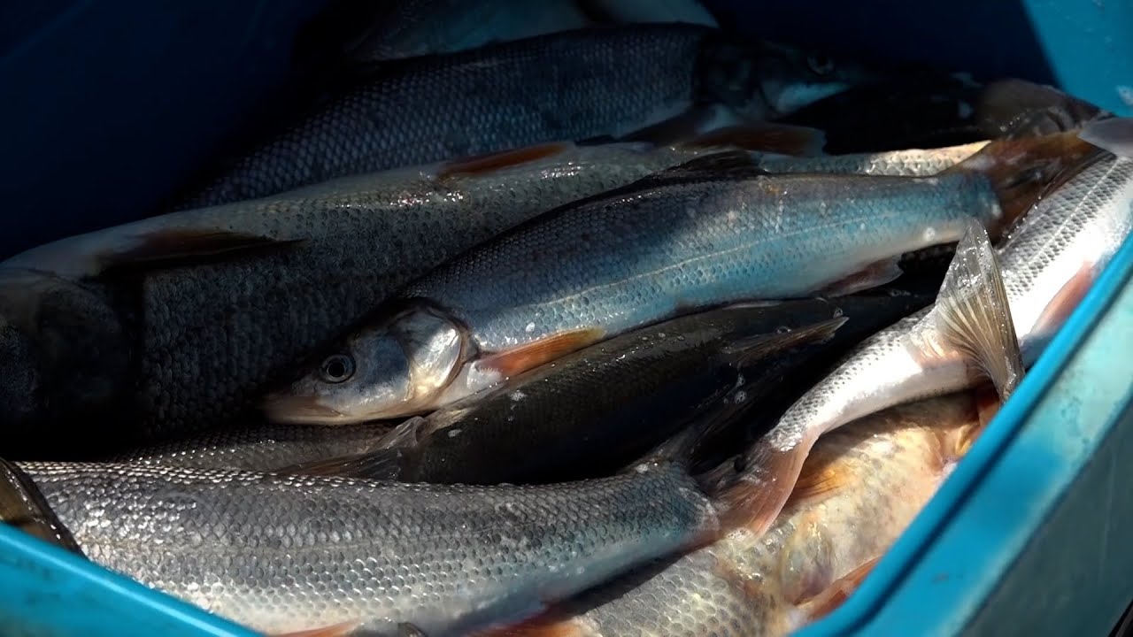 Catch fish, make money: Inside Oregon’s pikeminnow bounty program