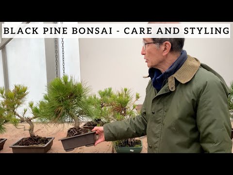 , title : 'Black Pine Bonsai - Care and Styling'