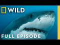 Great White Sharks Of The North Shark Below Zero SPECIAL Nat Geo Animals