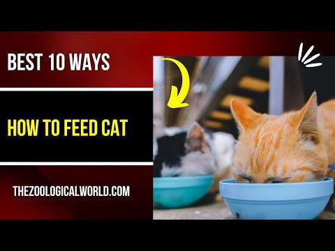 How to feed cat, How to feed cat with syringe, How to feed cat wet food, How to feed cat raw diet,