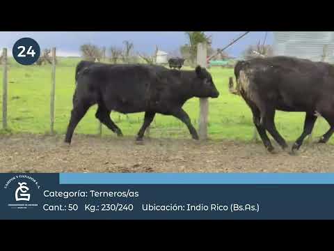 Lote M Y H -  Indio Rico Bs As
