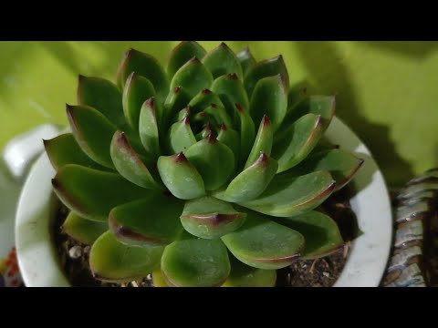MAG REPOT TAYO NG SUCCULENT || SUCCULENT IN LOWLAND