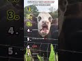🐮RANKING THE FUNNIEST COW MOMENTS🐮