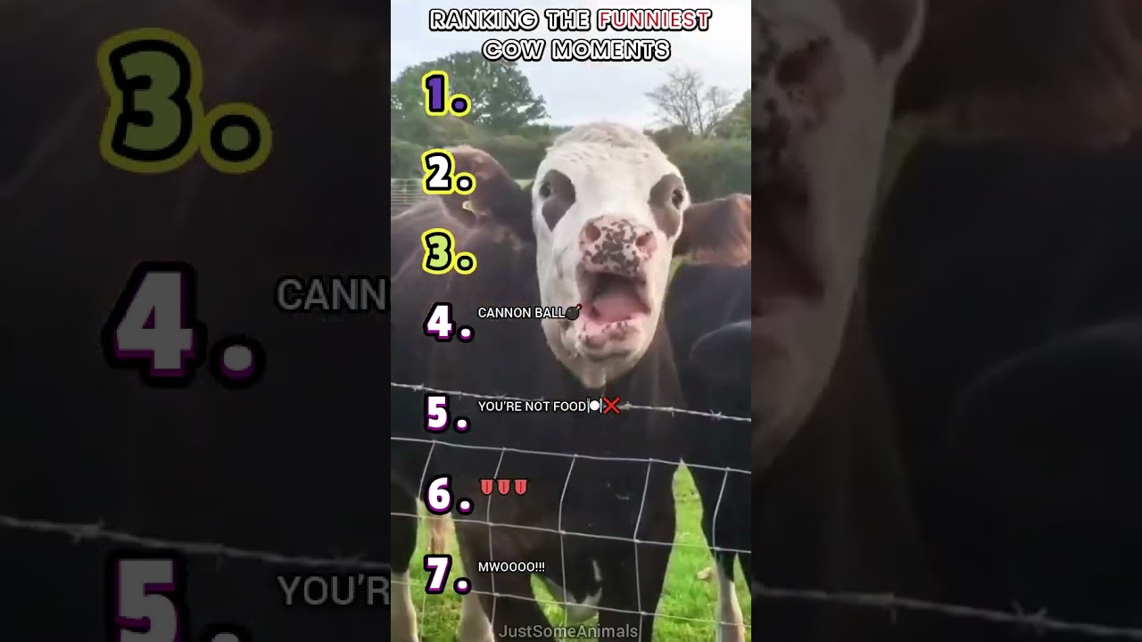 🐮RANKING THE FUNNIEST COW MOMENTS🐮