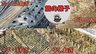 Please take a look at the seedlings planted in the field [Home onions] [Radish] [Carrots] [Dried ...