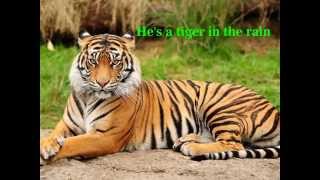 Tiger In The Rain - in lyrics  -  Michael Franks