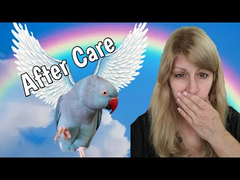 Coping with Loss: What to Do After Your Beloved Bird Passes Away