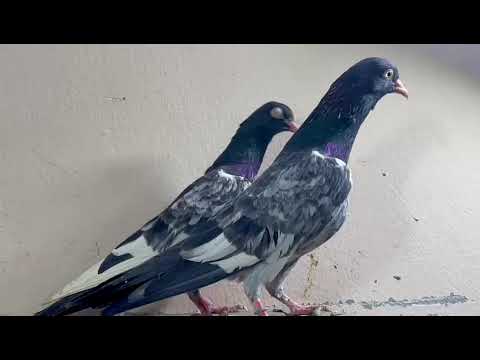 ROYAL TDDY BIG SIZE PAIR 03053439608 || MASHALLAH BOXER TEDDY PIGEON