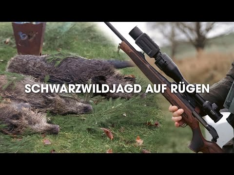 Schwarzwildjagd auf Rügen | #teamwinz