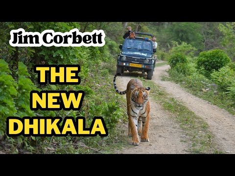 Jhirna is the new Dhikala | Jim Corbett National Park Best Zone | Jungle Safari | Tiger Sighting
