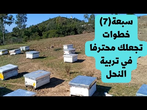 , title : 'سبعة  خطوات تجعلك محترفا في تربية النحل / تعلم تربية النحل في أربعة دقائق /Beekeeping'