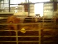Cows And Tractor