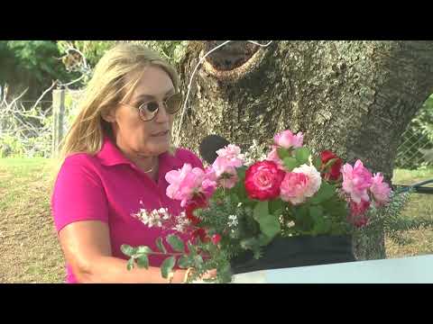 Presidenta Ana María Constantin | “Rosa Duarte de Oliveira”, Flor de Colonia Valdense