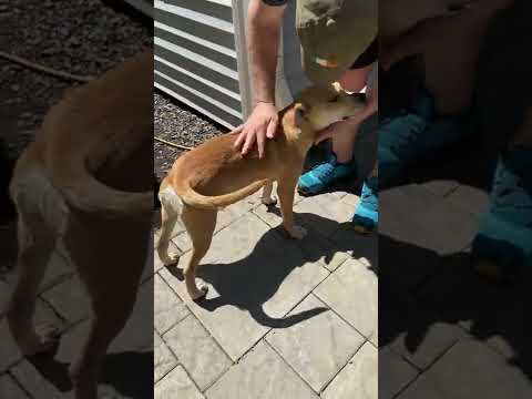 Lily, an adopted Hound & American Staffordshire Terrier Mix in Westbrook, ME_image-1