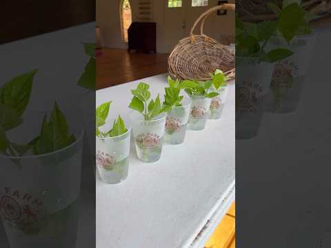 Propagate hydrangeas the easy way!