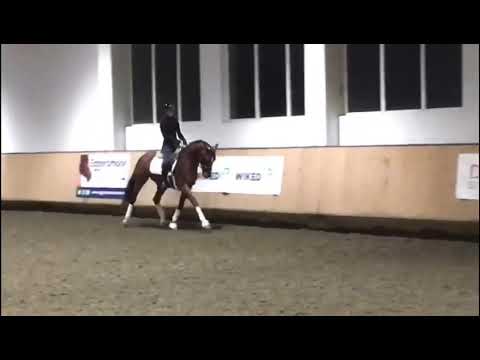 Horalek 9yo dressage horse for sale