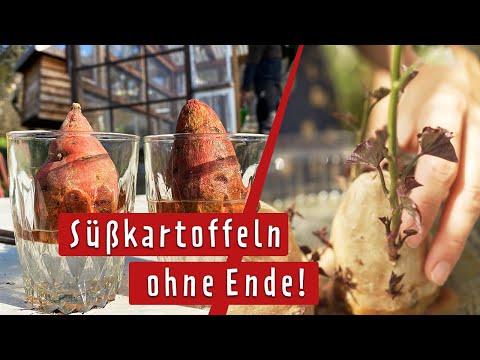 Süßkartoffeln zu Hause selbst anbauen | MDR Garten