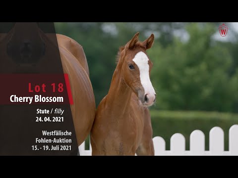 Westfälische Fohlen-Auktion Lot 18 Cherry Blossom Stute v. Comme il faut NRW - Quidam's Rubin