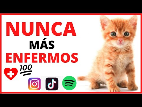 MÚSICA para SANAR a Mi GATO ❤️| MÚSICA CLÁSICA para GATOS ENFERMOS ( 2020 )|* Motivar GATOS *😍