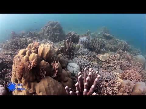 Tulamben diving Bali-Liberty wreck and Amed-Bali Reef Divers