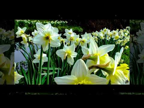 Vytautas Babravicius Simas Vytureliai Jus Mano 1988