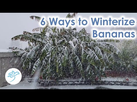 How to Winterize Banana Plants - 6 methods (Musa basjoo and others)