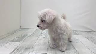 ハーフ犬の動画01