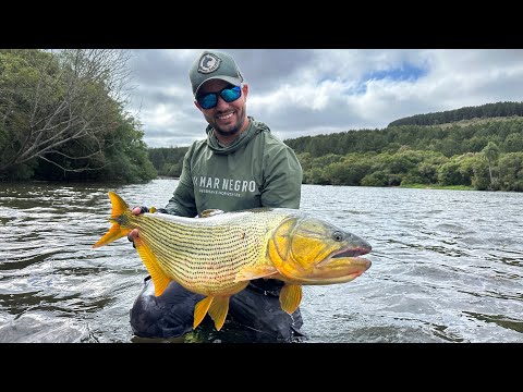 THIS COULD SAVE YOUR FISHING TRIP | IGUAÇU RIVER | EPISODE 8 | GOLDEN DORADO