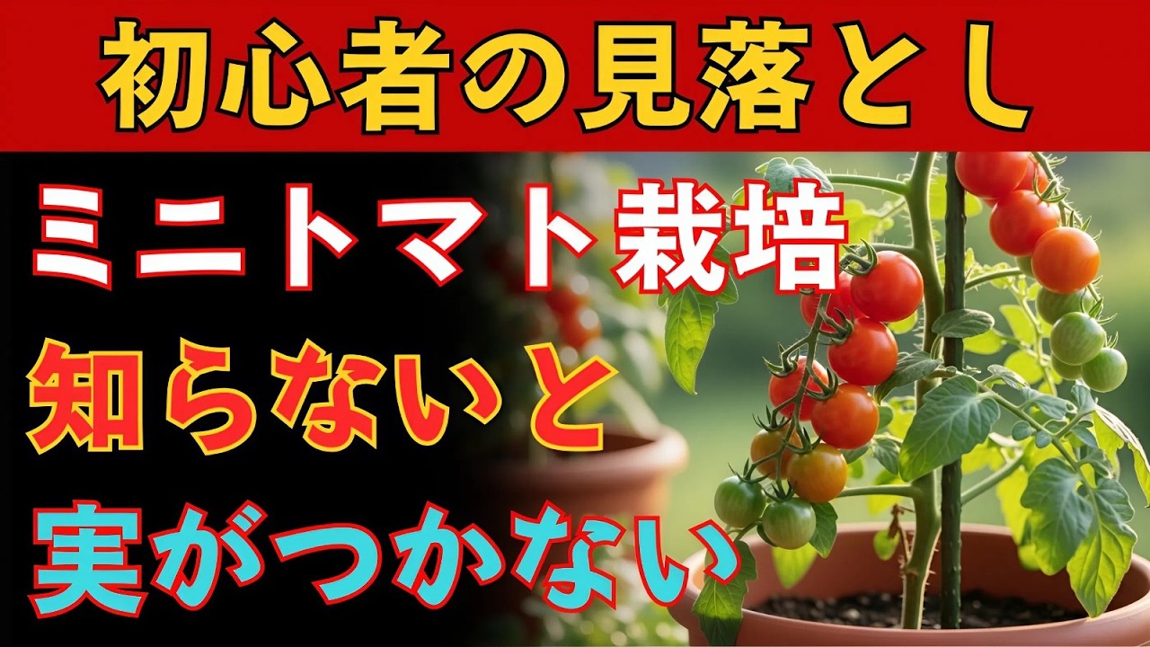 ミニトマトの育て方完全ガイド！初心者でも簡単に成功する7つのポイント♪【プランター家庭菜園】