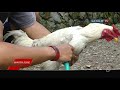 UNIK AYAM BERKOKOK DENGAN SUARA MEMANGGIL PAK JOKOWI UNIK AYAM BERKOKOK DENGAN SUARA MEMANGGIL PAK JOKOWI